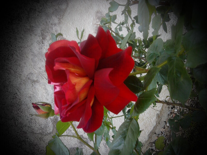 Red Rose Bloom — Dramatic, Photograph, Bud