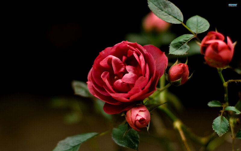 Red Rose Bloom — Dramatic, Photograph, Buds