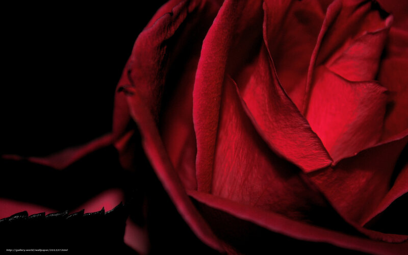 Red Rose Bloom — Dramatic, Photograph, Petals, Dark Background