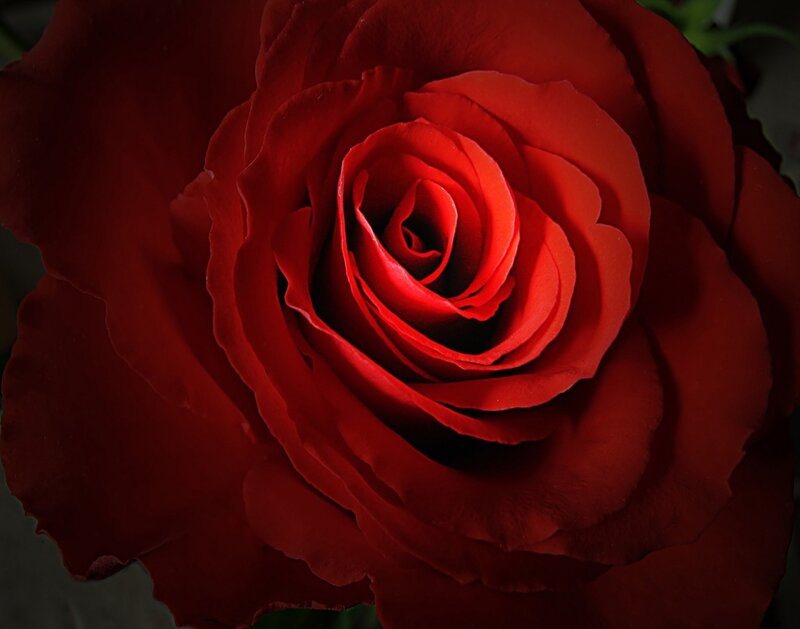 Red Rose Bloom — Dramatic, Photograph, Petals, Green Leaves