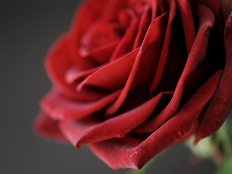 Red Rose Bloom — Dramatic, Photograph, Petals, Stem