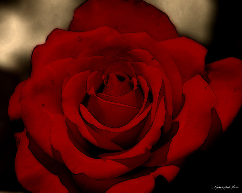 Red Rose Bloom — Dramatic, Photograph, Petals