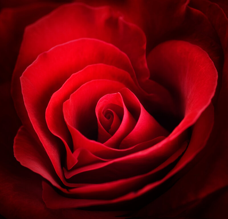 Red Rose Bloom — Dramatic, Photograph