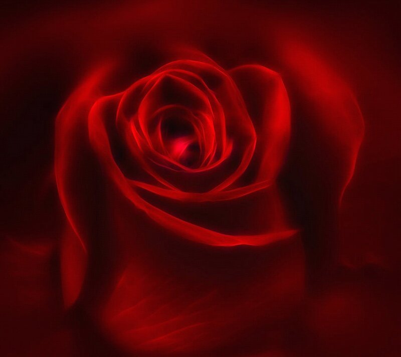 Red Rose Bloom — Dramatic