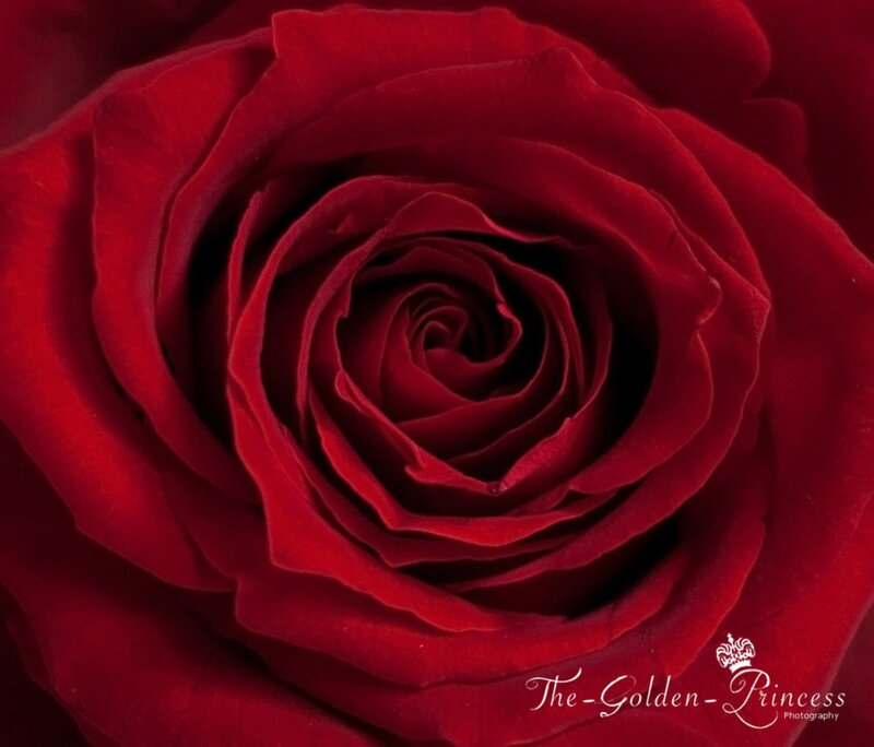Red Rose Bloom — Serene