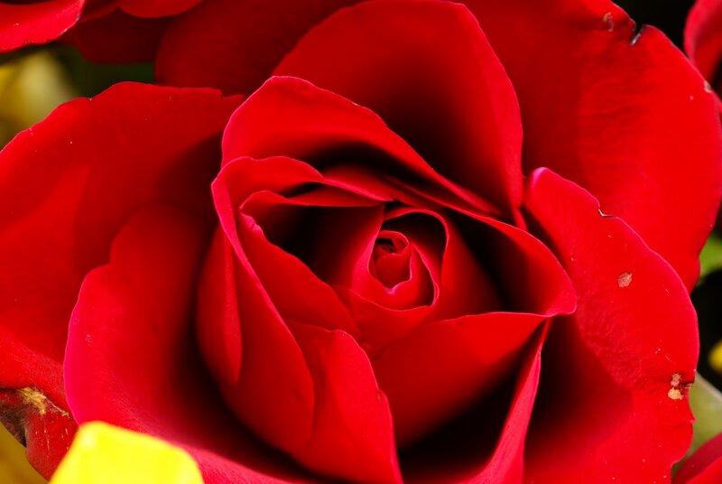 Red Rose Bloom — Vibrant