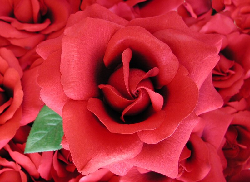 Red Rose Bouquet — Calm, Photograph, Green Leaf