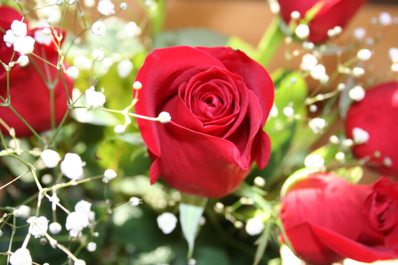 Red Rose Bouquet — Serene