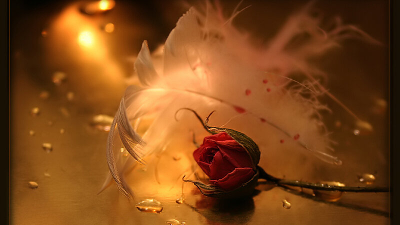 Red Rose Bud and Feather