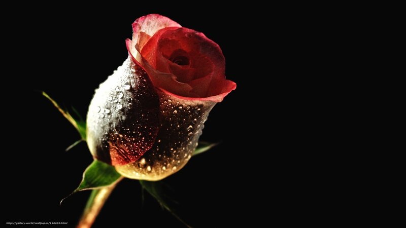 Red Rose Bud — Black, Dramatic, Photograph