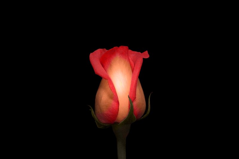 Red Rose Bud — Black