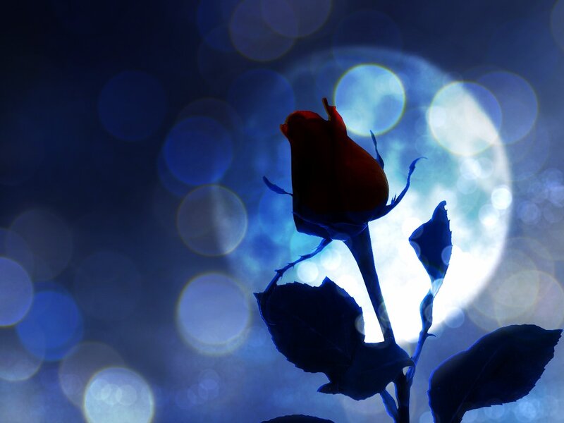 Red Rose Bud — Blue