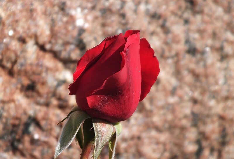 Red Rose Bud — Calm, Afternoon, Photograph, Buds