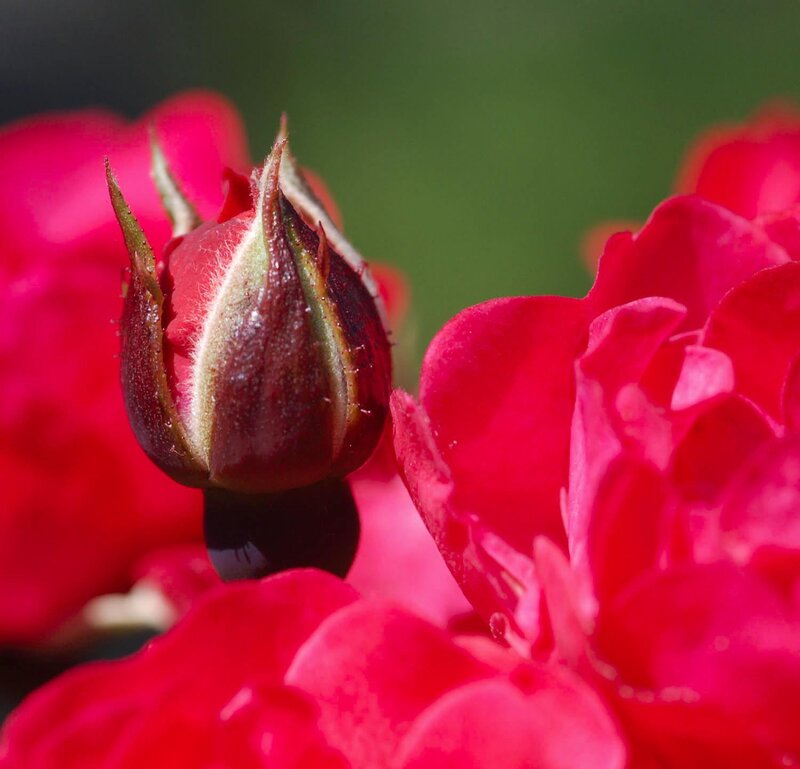 Red Rose Bud — Calm, Afternoon, Photograph, Flower