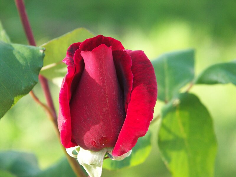 Red Rose Bud — Calm, Afternoon, Photograph, Green Leaves, Stem