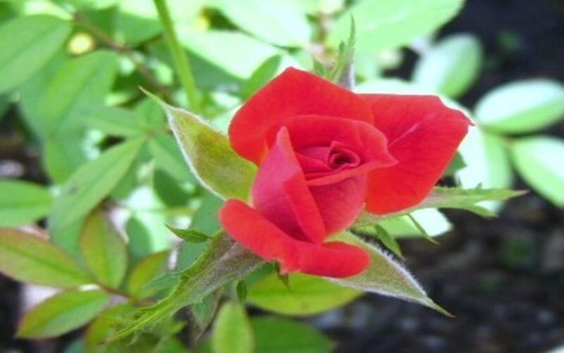 Red Rose Bud — Calm, Afternoon, Photograph, Green Leaves