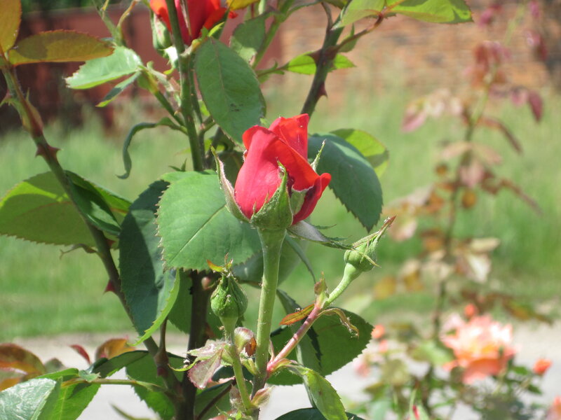 Red Rose Bud — Calm, Afternoon, Photograph