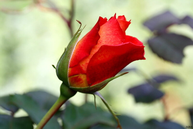 Red Rose Bud — Calm, Afternoon
