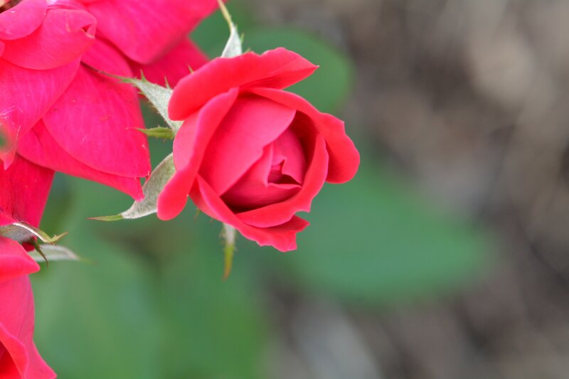 Red Rose Bud — Calm, Photograph, Flower