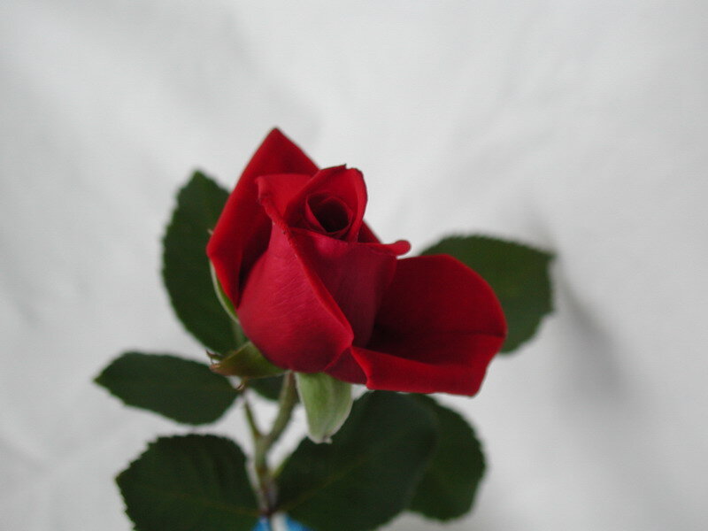 Red Rose Bud — Calm, Photograph, Green Leaves, Stem