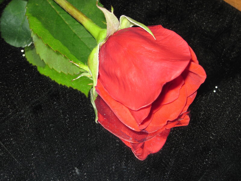 Red Rose Bud — Calm, Photograph, Green Leaves