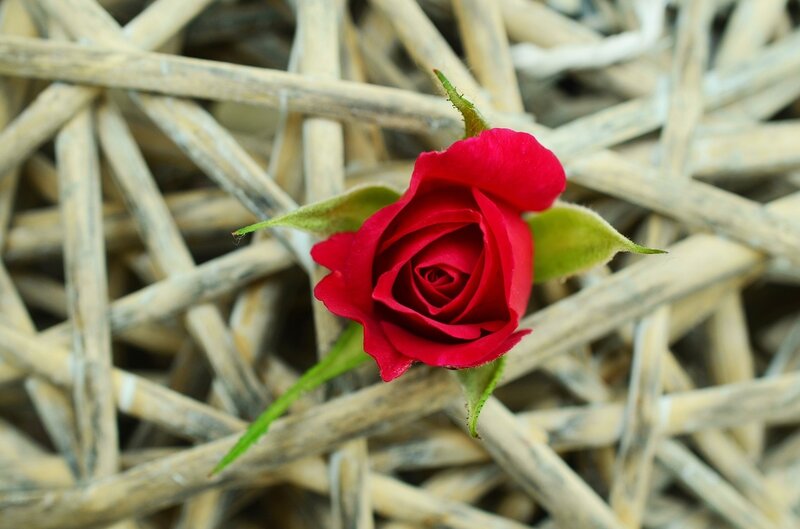 Red Rose Bud — Calm, Photograph, Green Leaves, Woven Basket