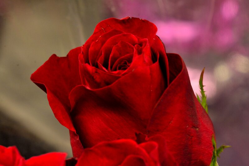 Red Rose Bud — Calm, Photograph, Green Stem