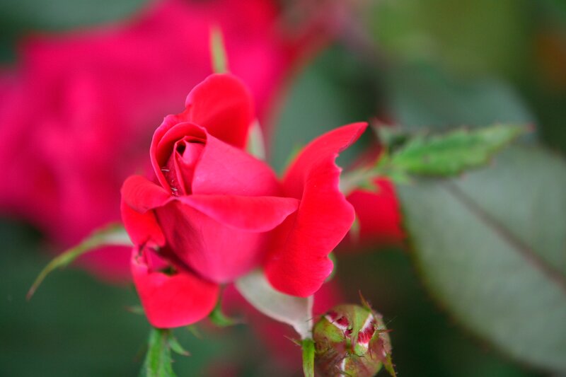 Red Rose Bud — Calm, Photograph, Leaf, Flower