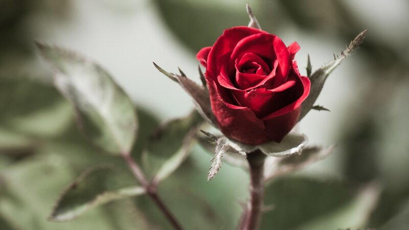 Red Rose Bud — Calm, Photograph, Leaf, Stem