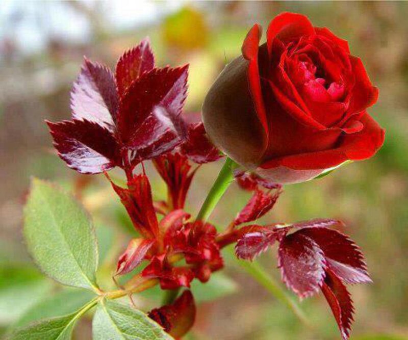 Red Rose Bud — Calm, Photograph, Leaves