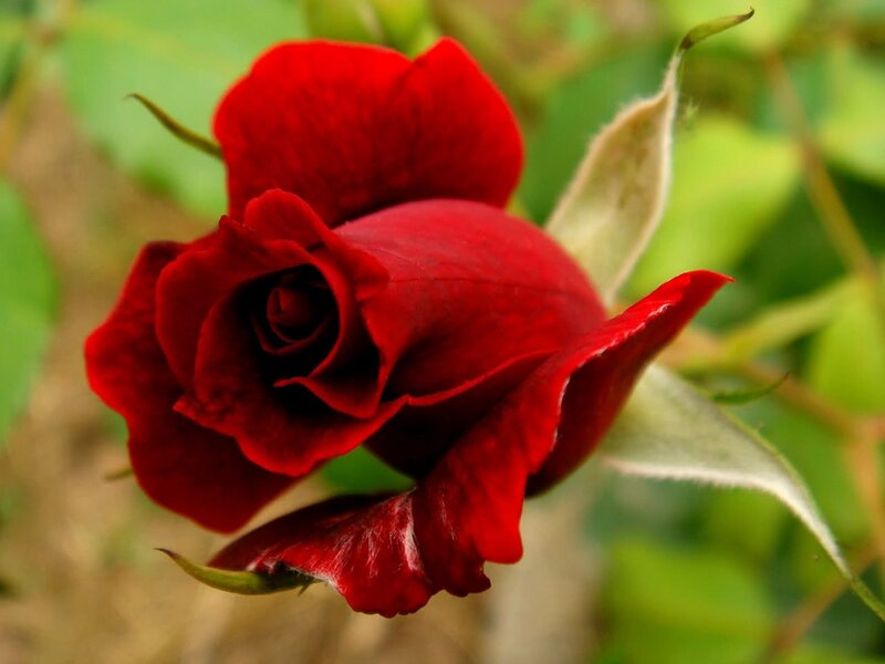 Red Rose Bud — Calm, Photograph, Petals, Leaves