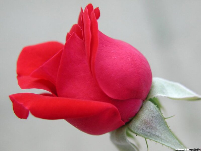 Red Rose Bud — Calm, Photograph, Petals, Sepals, Green
