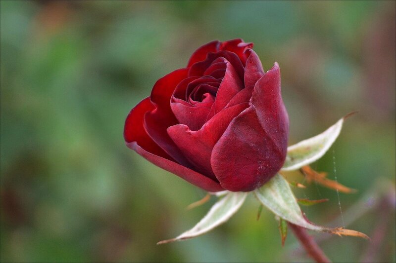 Red Rose Bud — Calm, Photograph, Petals, Sepals