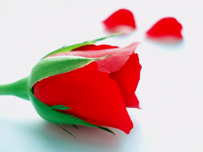 Red Rose Bud — Calm, Photograph, Petals