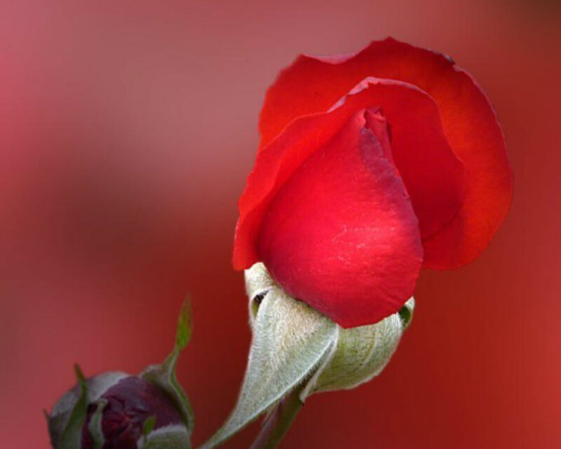 Red Rose Bud — Calm, Photograph, Stem, Background