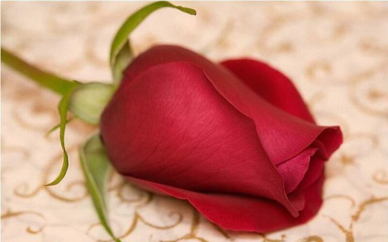 Red Rose Bud — Calm, Photograph, Stem, Leaf, Patterned Surface