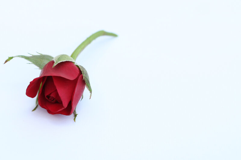 Red Rose Bud — Calm, Photograph, Stem, Leaf