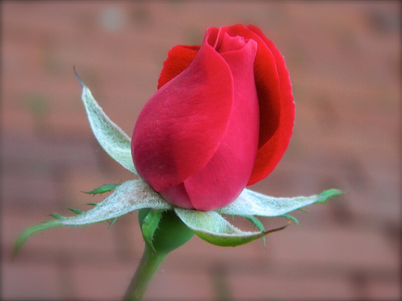 Red Rose Bud — Calm, Photograph, Stem, Leaves