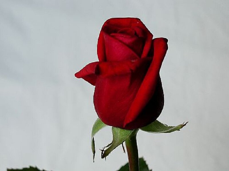 Red Rose Bud — Calm, Photograph, Stem