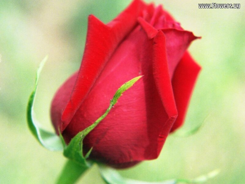 Red Rose Bud — Calm, Photograph