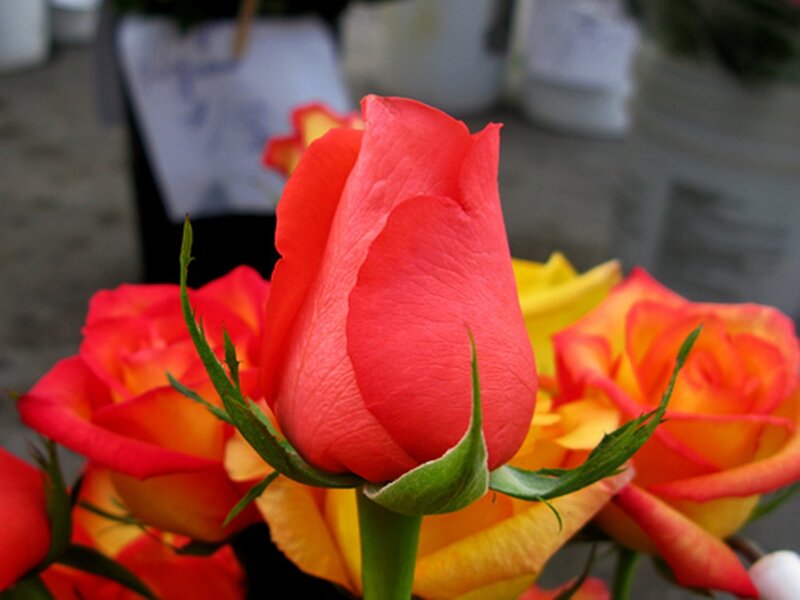 Red Rose Bud — Calm, Photograph, Yellow Roses