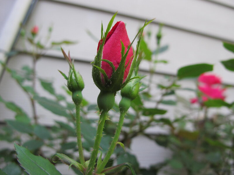 Red Rose Bud — Calm, Spring, Photograph