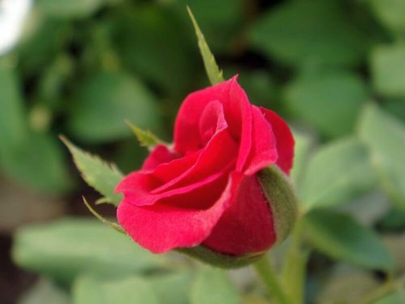 Red Rose Bud — Calm, Spring
