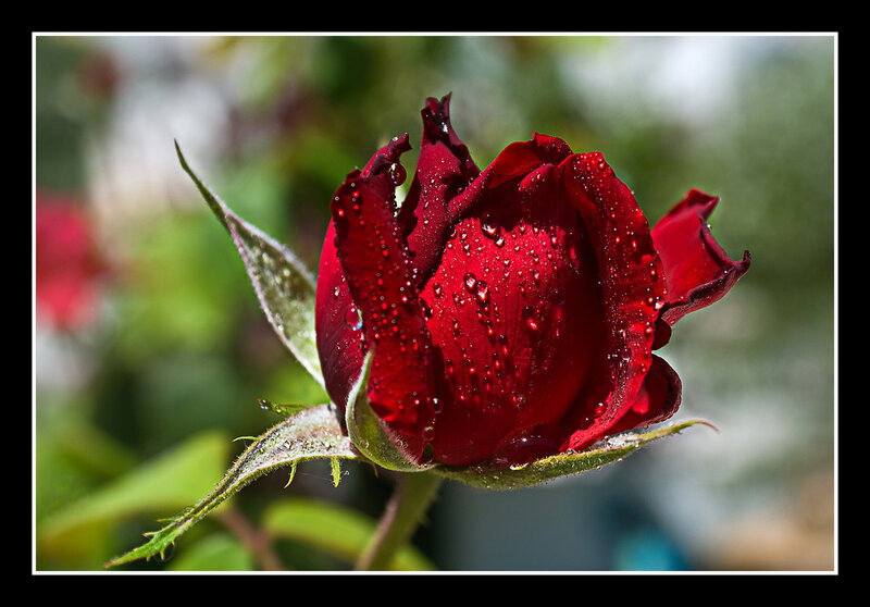 Red Rose Bud — Calm