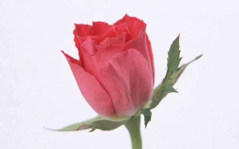 red rose bud close-up