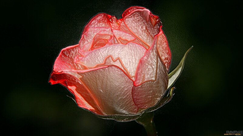 Red Rose Bud — Dramatic, Digital Art