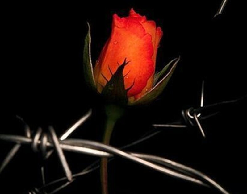 Red Rose Bud — Dramatic, Night, Photograph, Barbed Wire