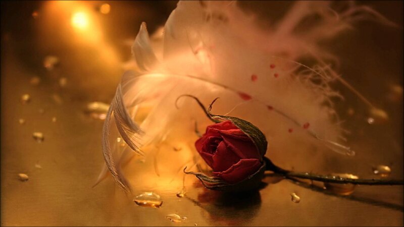 Red Rose Bud — Dramatic, Night, Photograph, Feather
