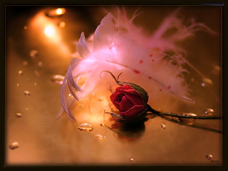 Red Rose Bud — Dramatic, Night, Photograph, Feather, Water Droplets