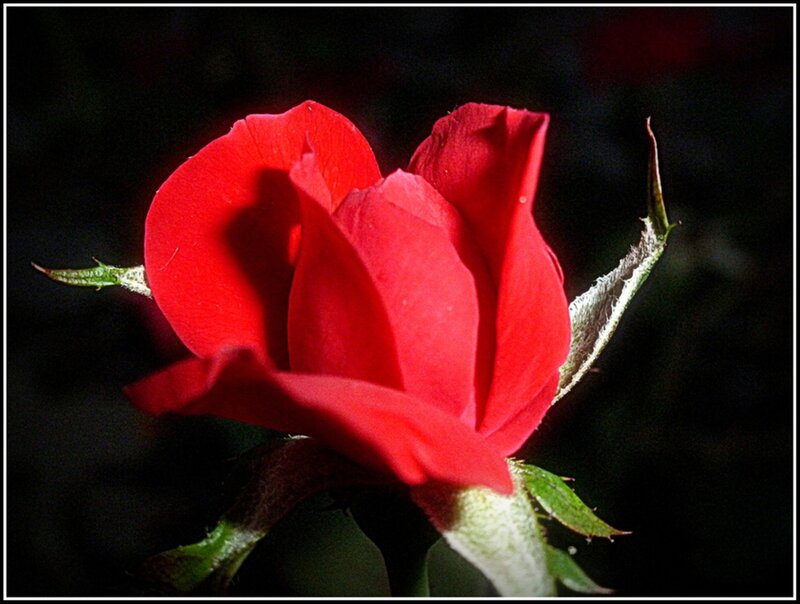 Red Rose Bud — Dramatic, Night, Photograph, Stem